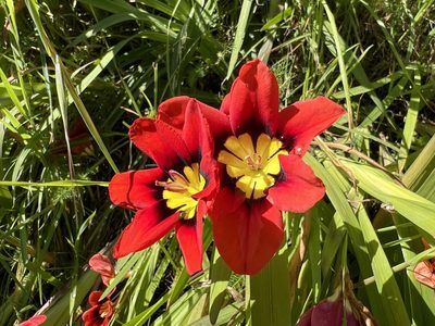 Sparaxis tricolor, photographed by Andrew Lie