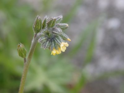 Myosotis persoonii, photographed by Carminda Santos