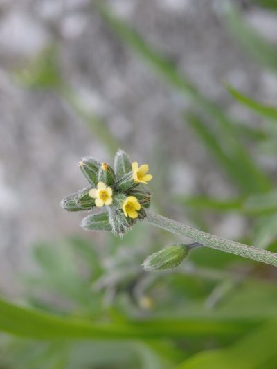 Myosotis persoonii, photographed by Carminda Santos