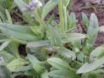 Myosotis persoonii, photographed by Carminda Santos