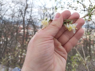 Lonicera fragrantissima, photographed by Tomas Pocius
