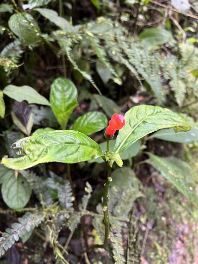 Centropogon vaughianus, photographed by Nicolás Baresch Uribe