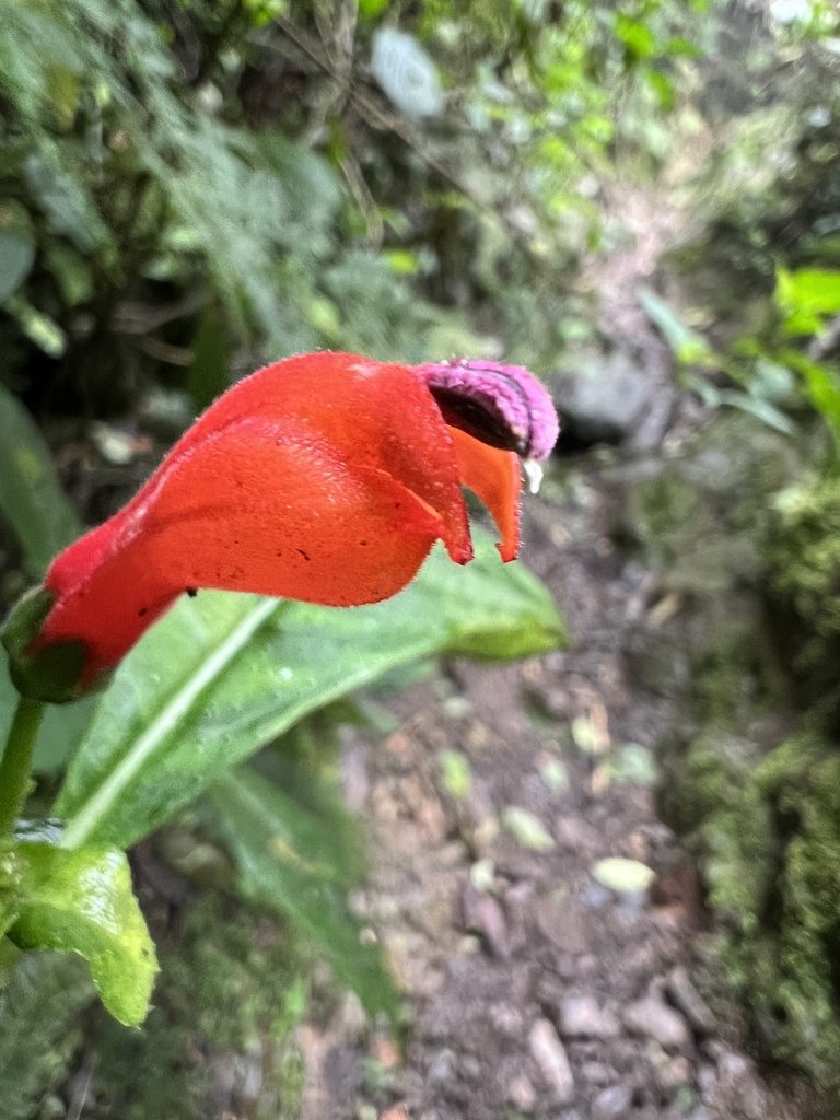 Centropogon vaughianus, photographed by Nicolás Baresch Uribe