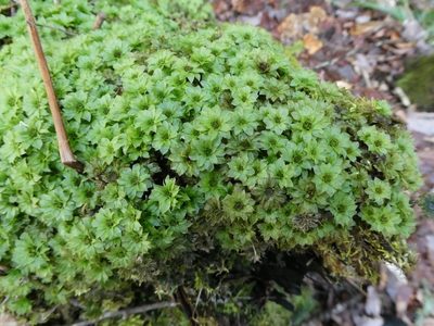 Rhodobryum ontariense, photographed by Bruce Cook