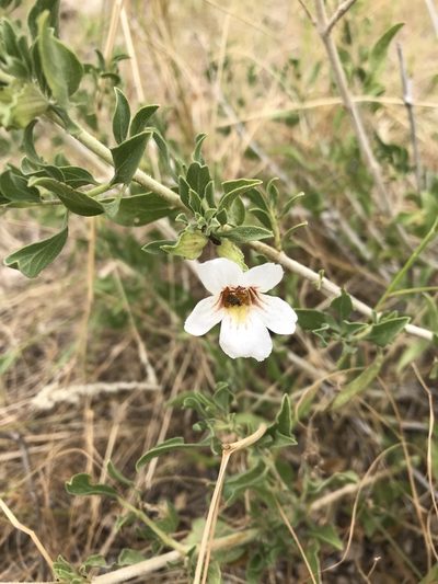 Petalidium aromaticum, photographed by rosshawkins