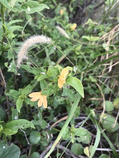 Barleria senensis, photographed by rosshawkins
