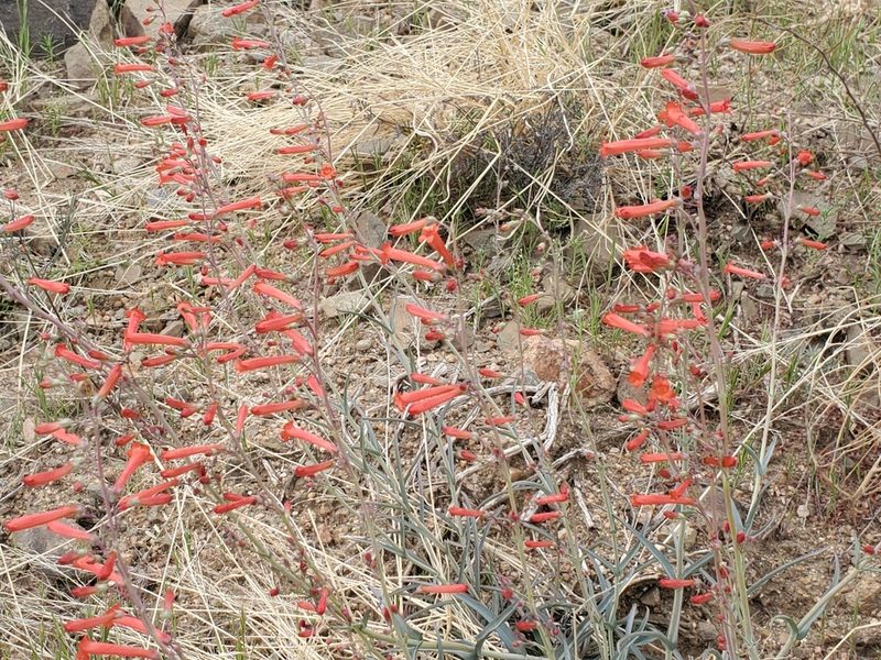 Penstemon subulatus, photographed by Samuel A Schmid, PhD, PWS