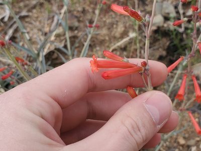 Penstemon subulatus, photographed by Samuel A Schmid, PhD, PWS