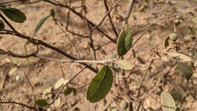 Boscia senegalensis, photographed by Philipp