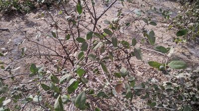 Boscia senegalensis, photographed by Philipp