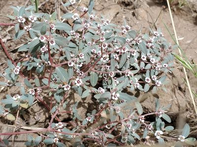 Euphorbia pediculifera, photographed by Samuel A Schmid, PhD, PWS