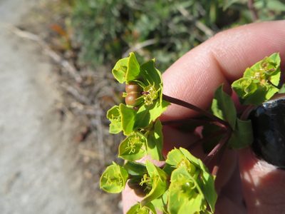 Euphorbia terracina, photographed by Ben Machado