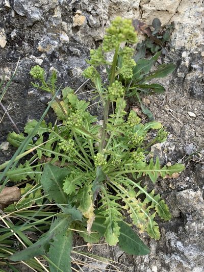 Sisymbrium austriacum, photographed by Katrin Simon