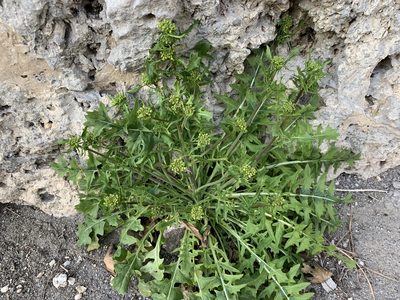 Sisymbrium austriacum, photographed by Katrin Simon