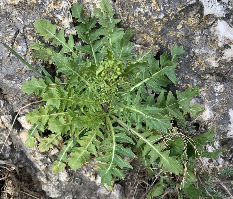 Sisymbrium austriacum, photographed by Katrin Simon