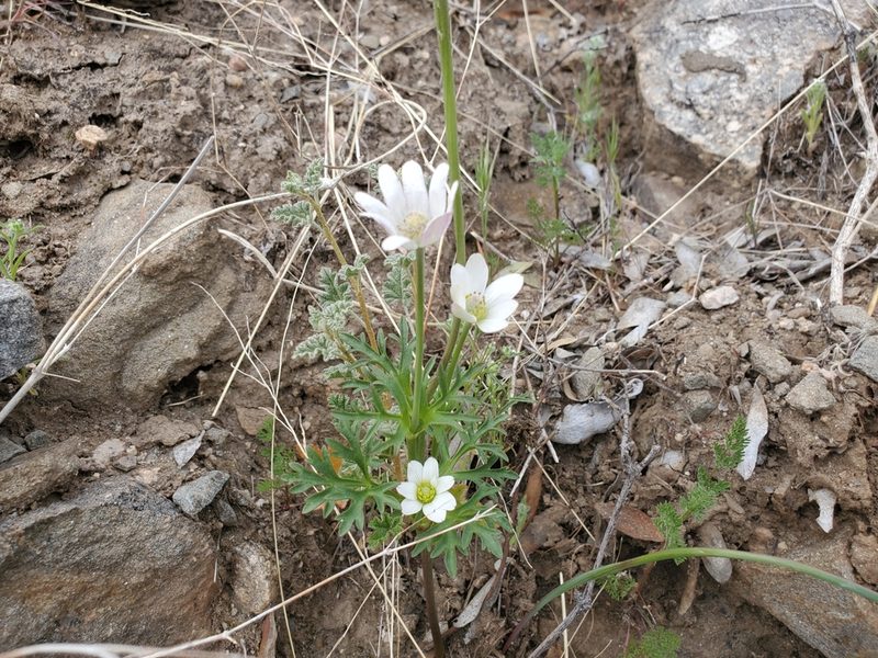 Anemone tuberosa, photographed by Samuel A Schmid, PhD, PWS