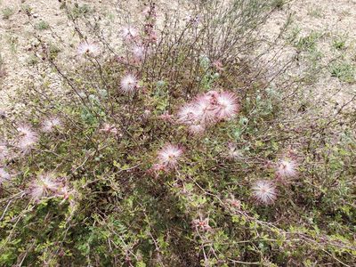 Calliandra eriophylla, photographed by Samuel A Schmid, PhD, PWS
