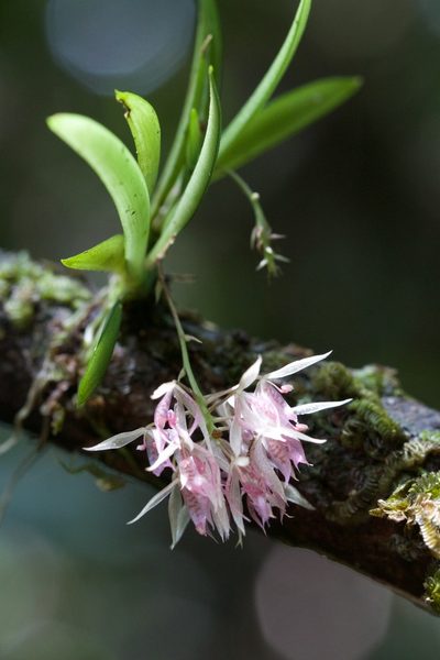 Macroclinium lineare, photographed by Brian Gratwicke