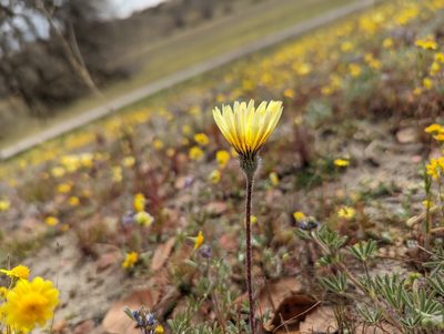 Malacothrix californica, photographed by Nora Bales