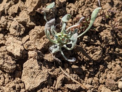 Hesperevax caulescens, photographed by Nora Bales