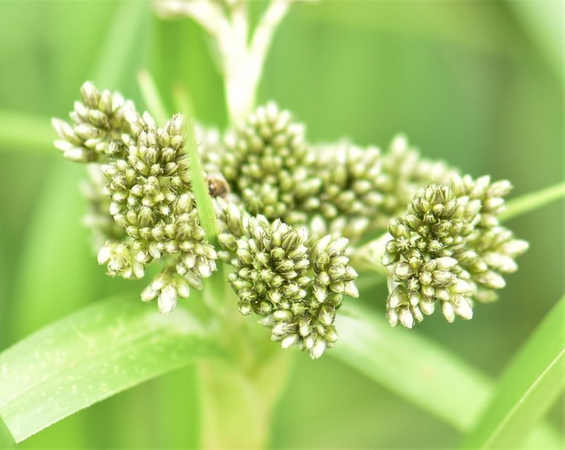 Scirpus pallidus, photographed by Eric Lamb