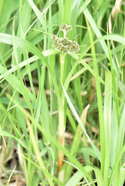 Scirpus pallidus, photographed by Eric Lamb