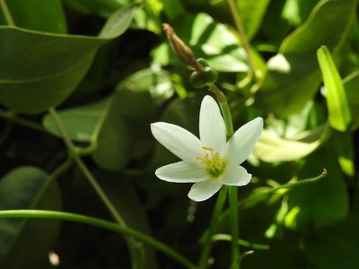 Zephyranthes candida, photographed by Eduardo Luis Beltrocco