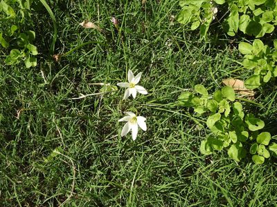Zephyranthes candida, photographed by Eduardo Luis Beltrocco