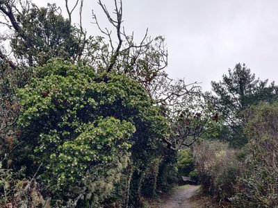 Arctostaphylos montaraensis, photographed by Alexander Wentworth