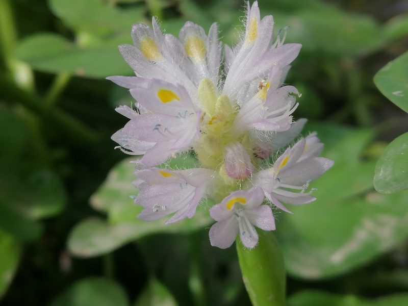 Pontederia rotundifolia, photographed by Kozue Kawakami