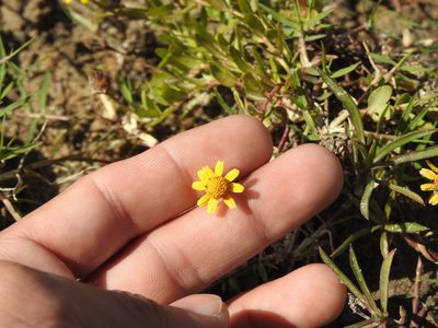 Acmella pusilla, photographed by Eduardo Luis Beltrocco