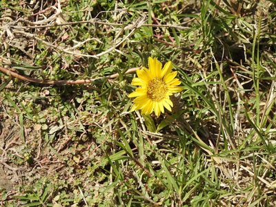 Grindelia scorzonerifolia, photographed by Eduardo Luis Beltrocco