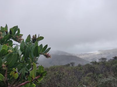 Arctostaphylos montaraensis, photographed by Alexander Wentworth