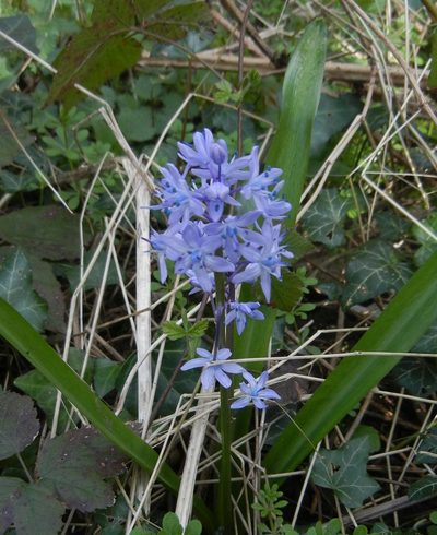 Scilla bithynica, photographed by Jon Mortin