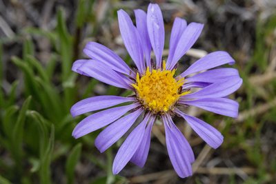 Oreostemma alpigenum, photographed by Cecelia Alexander