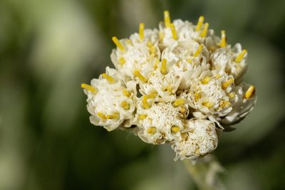 Antennaria anaphaloides, photographed by Cecelia Alexander