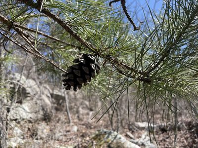 Pinus echinata, photographed by evangrimes