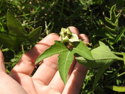 Cayaponia podantha, photographed by Eduardo Luis Beltrocco