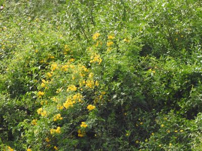 Senna pendula, photographed by Eduardo Luis Beltrocco