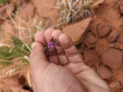 Boechera perennans, photographed by Alexandre Passos