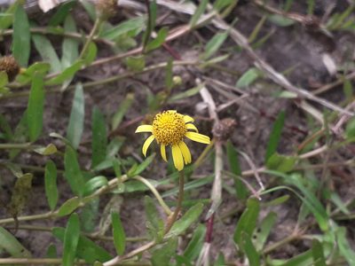 Acmella pusilla, photographed by Eduardo Luis Beltrocco