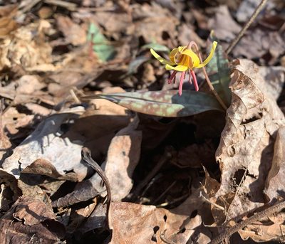 Erythronium umbilicatum, photographed by Richard Lyon