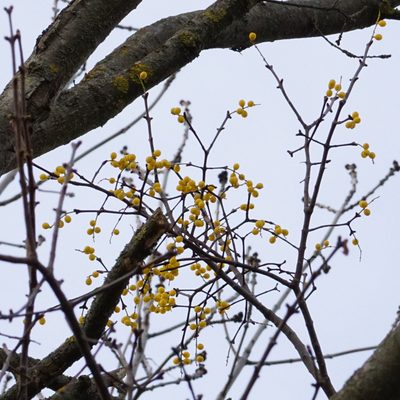 Loranthus europaeus, photographed by Patrick Hacker