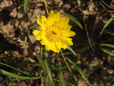 Grindelia scorzonerifolia, photographed by Eduardo Luis Beltrocco