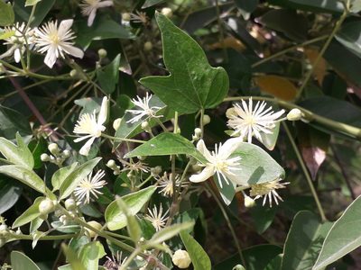 Clematis campestris, photographed by Eduardo Luis Beltrocco
