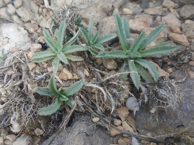 Atractylis cancellata, photographed by Tim Johnson