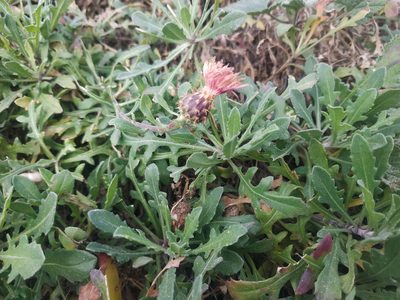 Centaurea aspera, photographed by Tim Johnson