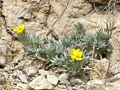 Physaria fendleri, photographed by CK2AZ