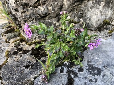 Arabis rosea, photographed by Jason Grant