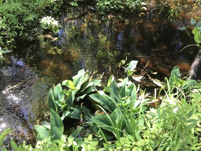 Orontium aquaticum, photographed by Ann Redmond